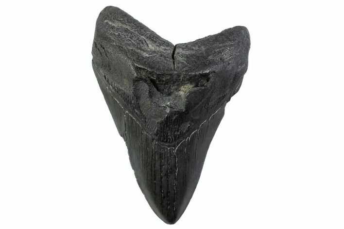 Fossil Megalodon Tooth - South Carolina #374099